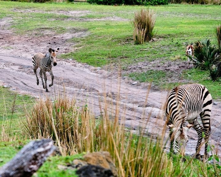 Ultimate Guide to Kilimanjaro Safaris by Disney - Baby Zebra running