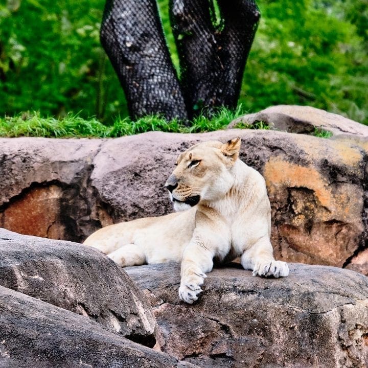 disney kilimanjaro safari - Lioness