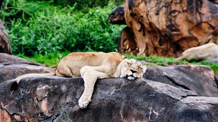 Ultimate Guide to Kilimanjaro Safaris by Disney - Sleeping Lion