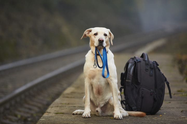 3 Vacation Destinations for You and Your Service Animal