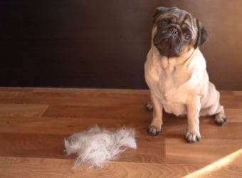 pug dog sits on the floor next to a pile of wool after combing out concept of seasonal pet molting